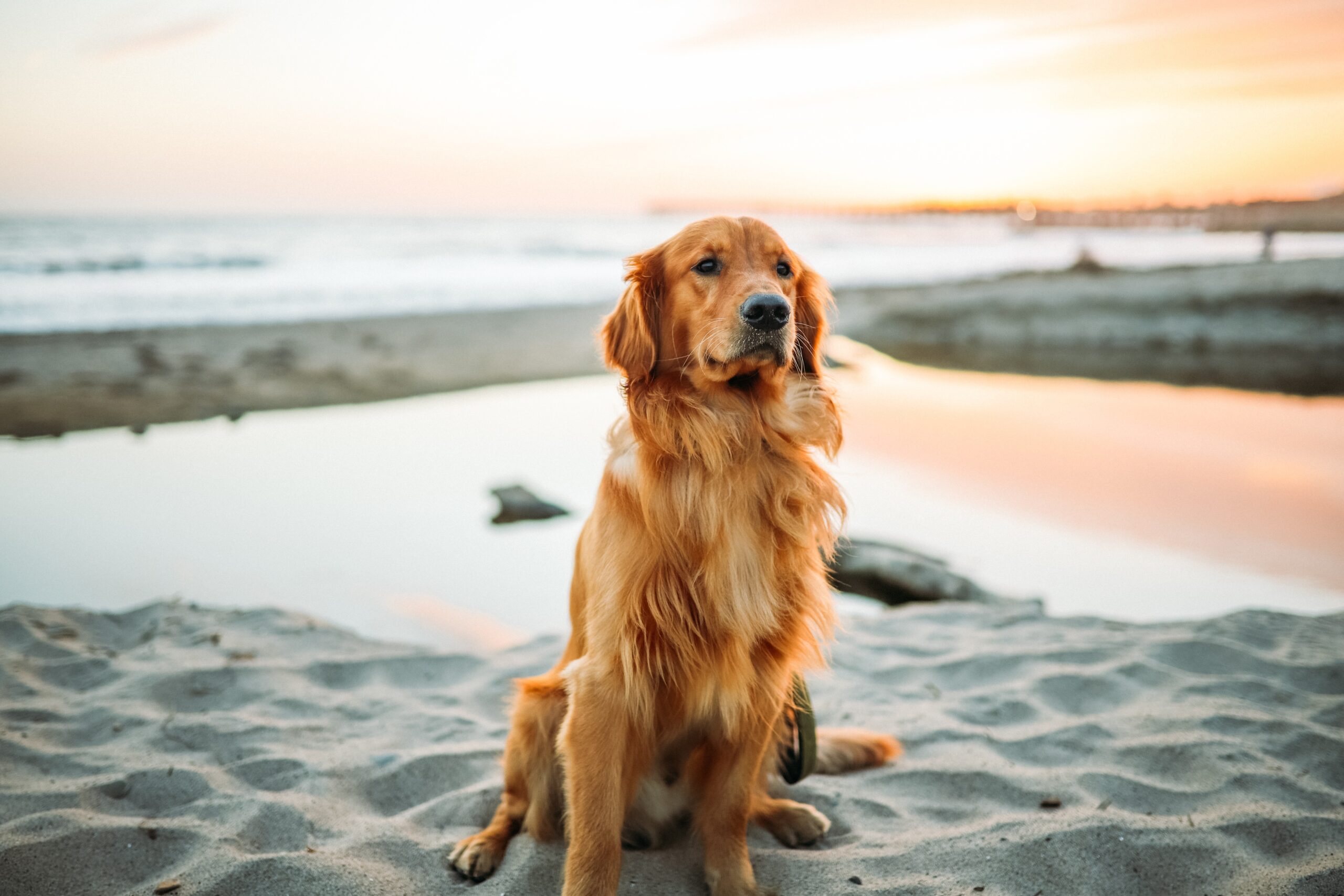 Golden Retriever Dog at Beach Recommends Favorite Toys and Must-haves